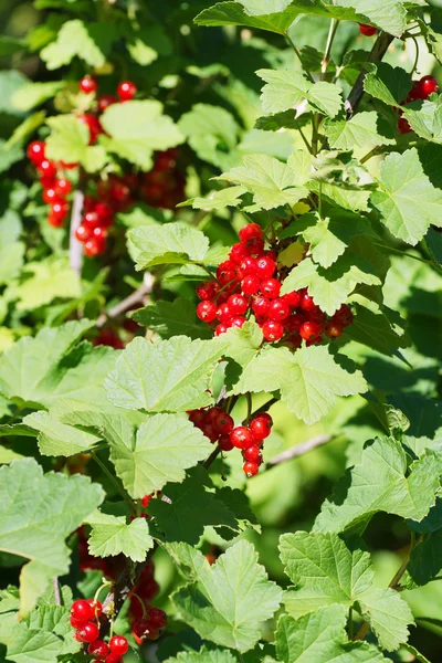 Ramo di ribes rosso . — Foto Stock