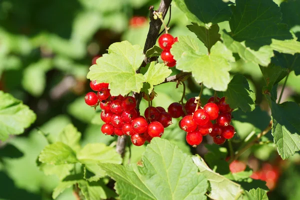 Branch of red currants Royalty Free Stock Images