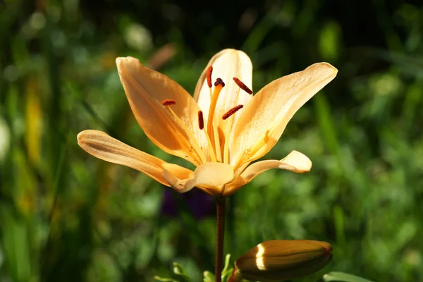 Rose fleur orange . — Photo