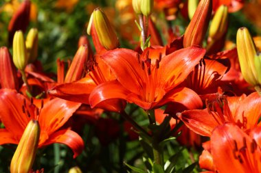 Zambak çiçeği yeşil zemin üzerine. 