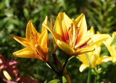 Yeşil zemin üzerine sarı zambak çiçeği. 