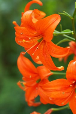 lelie op de groene achtergrond. 