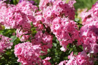 phlox Pembe çiçek 