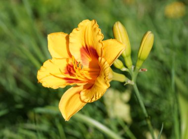 Sarı daylily