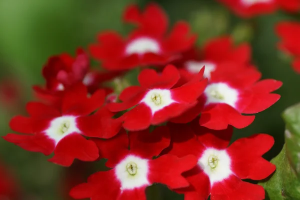 Czerwony kwiat w ogrodzie. — Zdjęcie stockowe