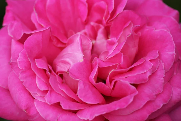 Része a rózsa — 스톡 사진