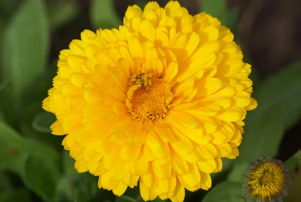 Marigold yellow flowers in the garden. — Stock Photo, Image