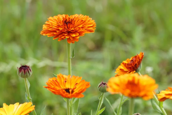 Marigold yellow flowers in the garden. — Stock Photo, Image