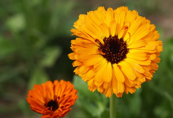 Flores de caléndula en el jardín. —  Fotos de Stock