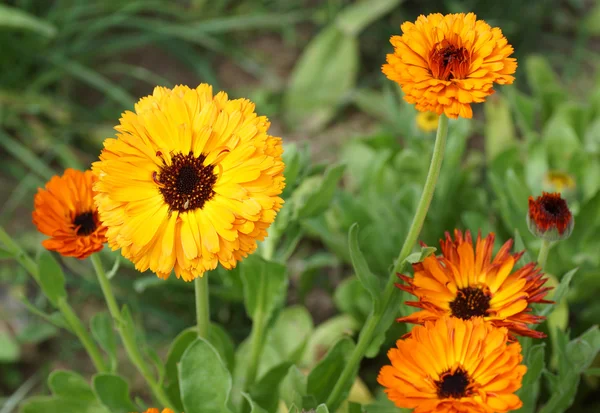 Marigold kwiaty w ogrodzie. — Zdjęcie stockowe