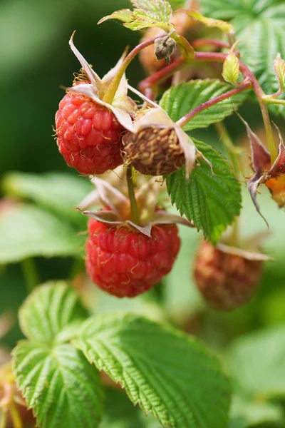 Raspberry on a bush — Stock Photo, Image