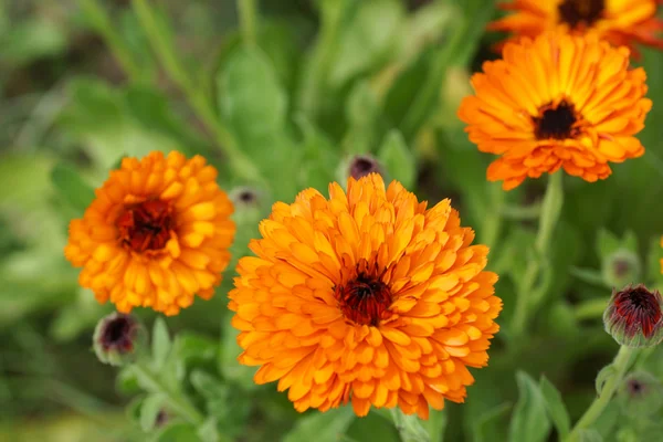 Чорнобривці помаранчеві квіти в саду . — стокове фото