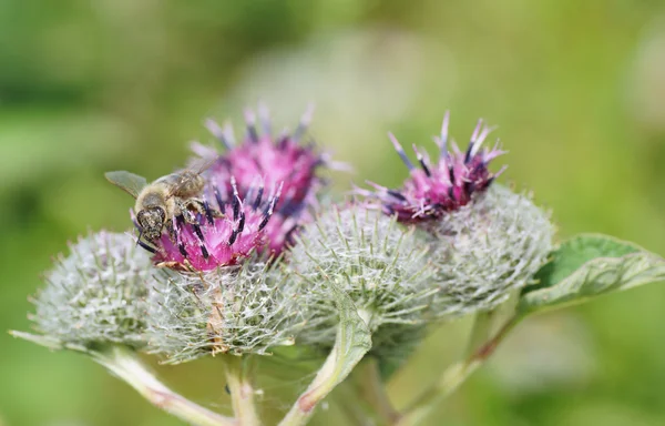 Bee on a flower of burdock. — Stock Photo, Image