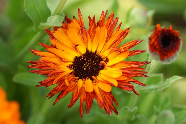 Caléndula flores de color naranja en el jardín . —  Fotos de Stock