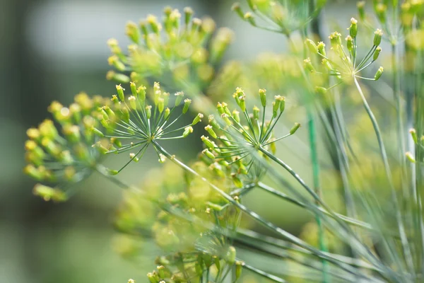 Groene planten in de tuin. — Stockfoto