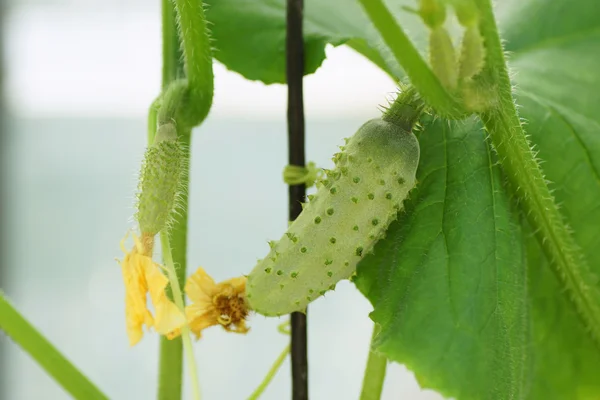 El pepino pequeño en la rama . — Foto de Stock