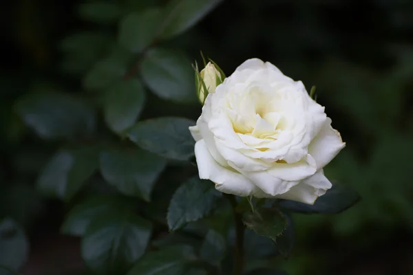 Fleur rose en bourgeon blanc . — Photo