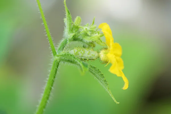 Piccolo cetriolo e fiore su un ramo . — Foto Stock