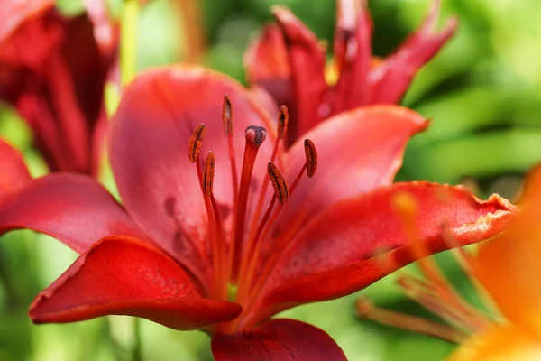 Red lily flower — Stock Photo, Image