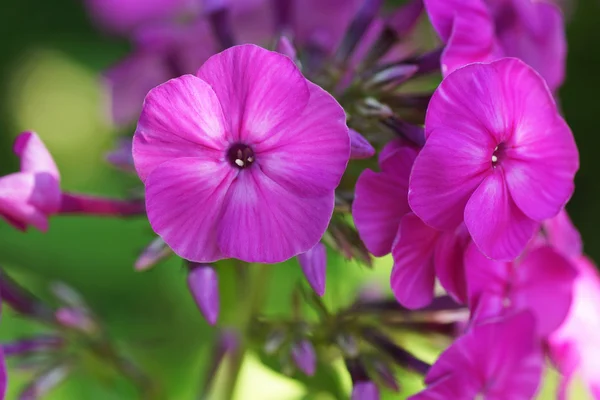 Roze Phlox bloem in de tuin — Stockfoto
