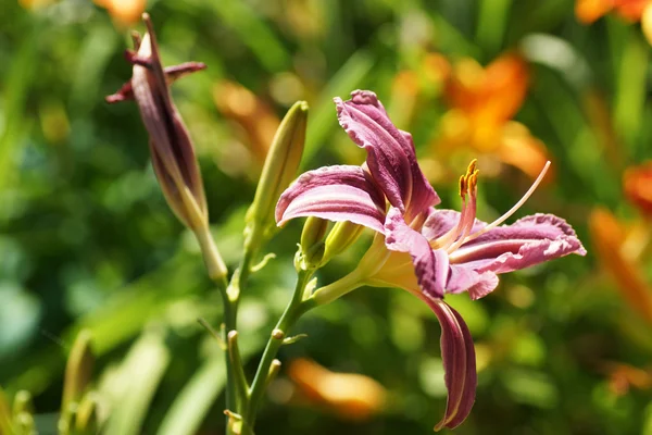 Purple daylily — Stock Photo, Image