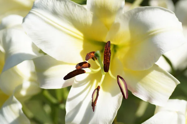 Flor de lirio blanco en el jardín. — Foto de Stock