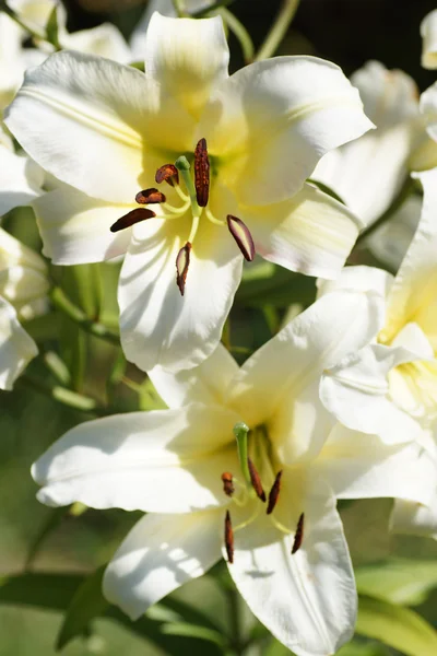 Fleur de lys blanc dans le jardin. — Photo