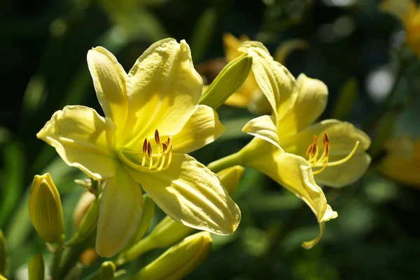 Yellow daylily — Stock Photo, Image