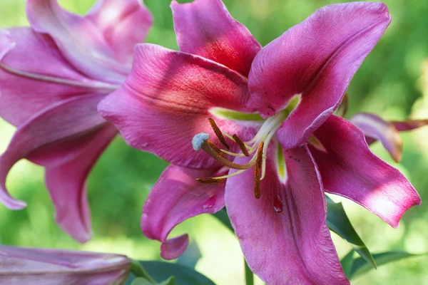 Purple lily flower — Stock Photo, Image