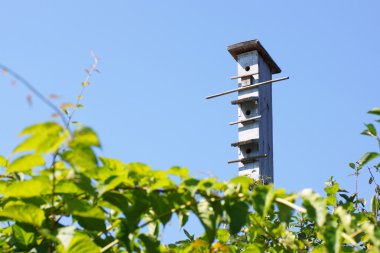 Gökyüzüne karşı kuş yuvası. 