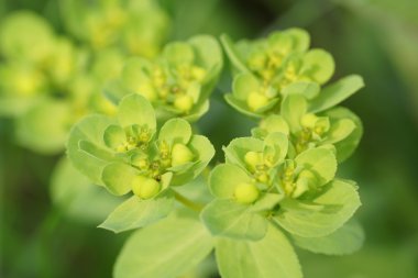 Bahçedeki yeşil çiçek. 