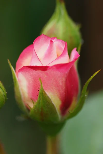 Rosa rosa flores no jardim. — Fotografia de Stock
