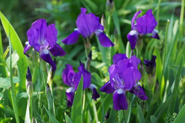 Fiore di iris viola in giardino. — Foto Stock