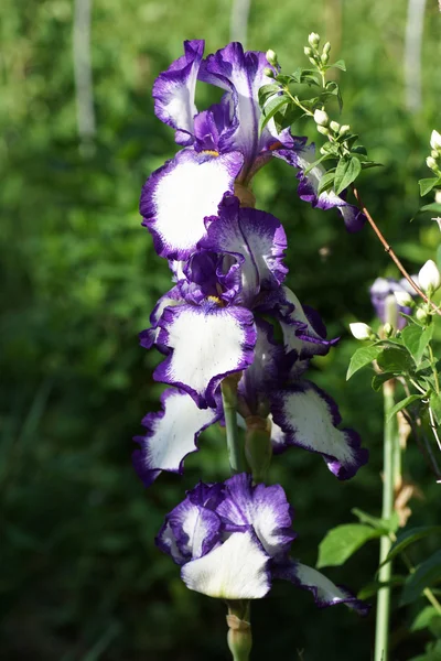 Blue iris flower in the garden. — Stock Photo, Image