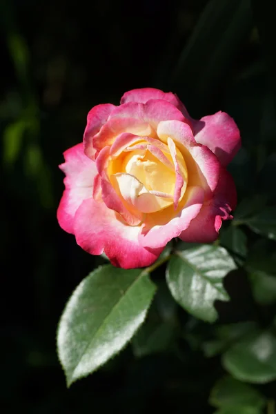 Rose rose fleurit dans le jardin. — Photo