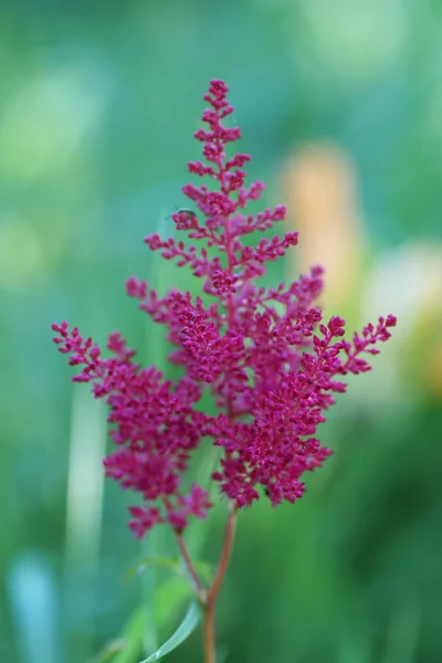 Astilbe flor roja . — Foto de Stock