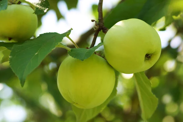 Unripe green apple — Stock Photo, Image