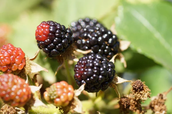 Blackberries on green bush. — Stock Photo, Image