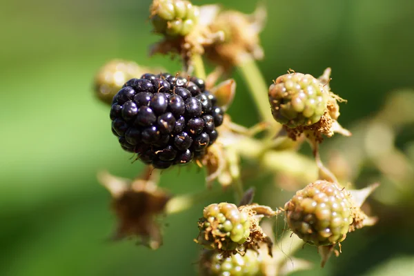 Blackberries on green bush — Stock Photo, Image