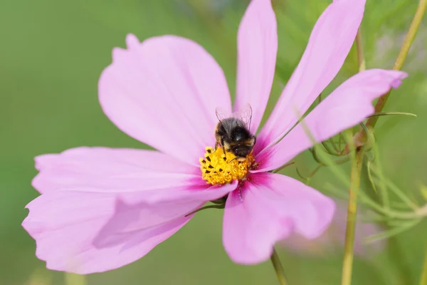 Bee sitting on a pink flower. — Stock Photo, Image