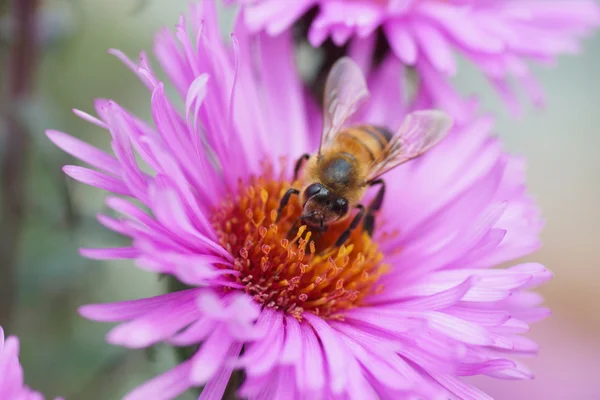 Bee sitting on a pink flower. — Stock Photo, Image