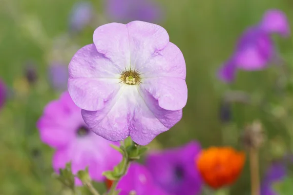 Petunia flor en el jardín. —  Fotos de Stock