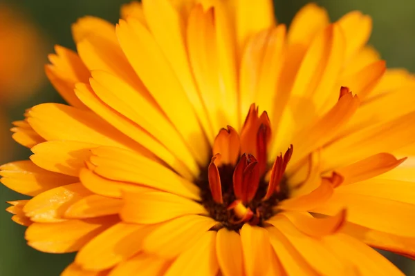 Part marigold yellow flowers in the garden. — Stock Photo, Image