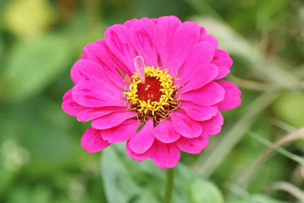 Flor rosa en el jardín. —  Fotos de Stock