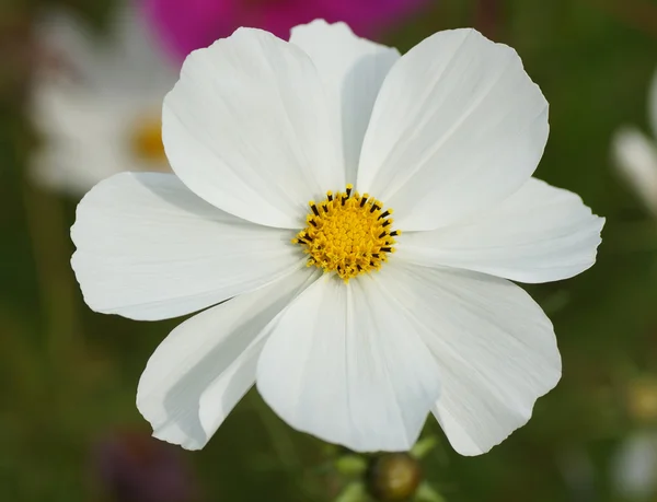 Weiße Blume im Garten. — Stockfoto