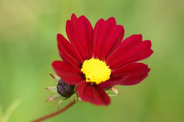 Flor roja en el jardín. —  Fotos de Stock