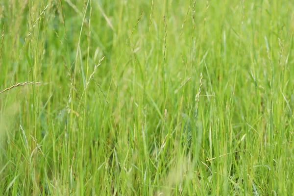 Зелений газонної трави . — стокове фото