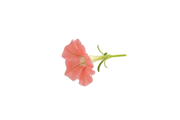 Flor de petúnia rosa . — Fotografia de Stock