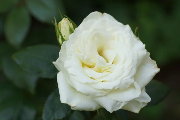 Rosa flor en capullo blanco . — Foto de Stock