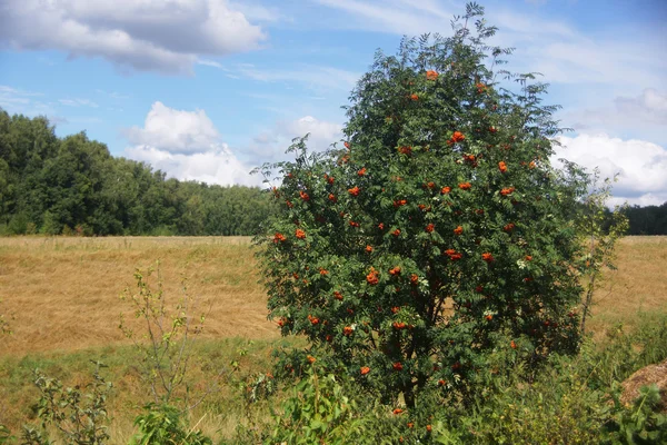 Albero di Rowan su uno sfondo di campo — Foto Stock